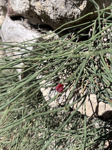 Ephedra distachya, photograph 5