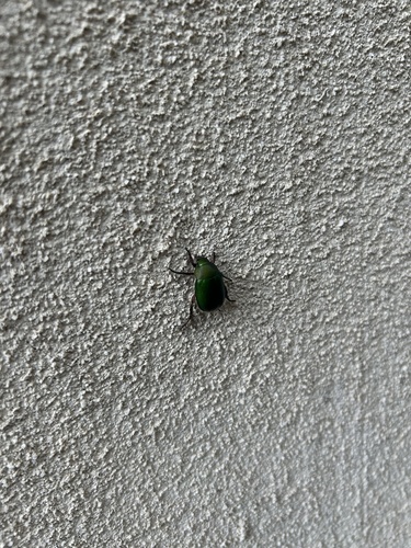Anomala albopilosa albopilosa