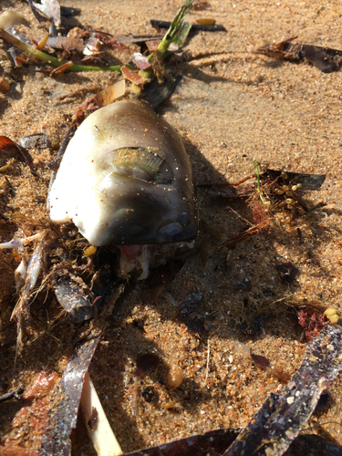 Ringed Puffer