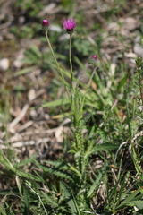 Carduus defloratus defloratus