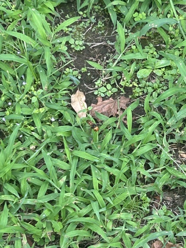 Vespa analis insularis