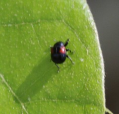 Synolabus bipustulatus