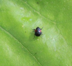 Synolabus bipustulatus