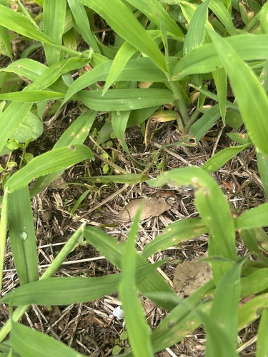 Oriental Longheaded Locust