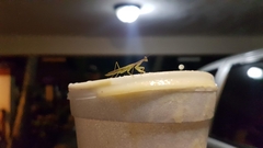 Callimantis antillarum