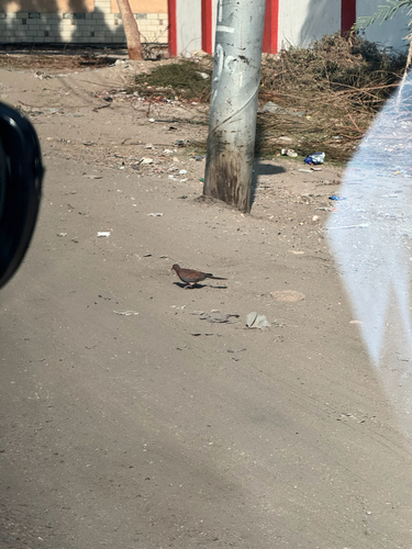 Laughing Dove