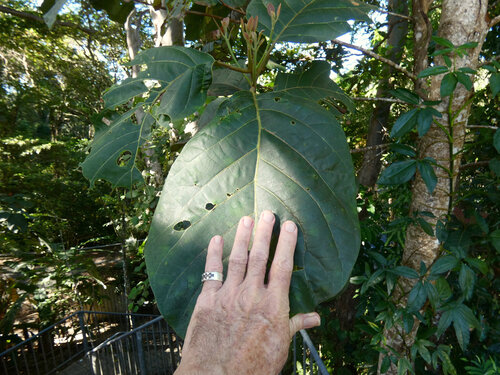 Litsea bindoniana observed 2026-09-07
