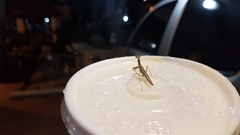 Callimantis antillarum