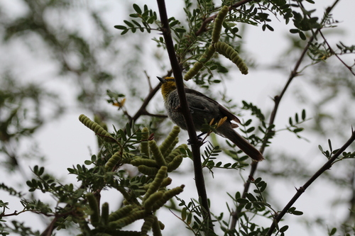 Verdin