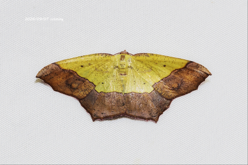 Exurapteryx aristidaria