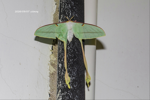 Chinese Moon Moth