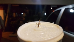 Callimantis antillarum