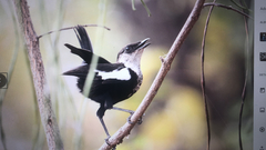 Myrmecocichla arnotti