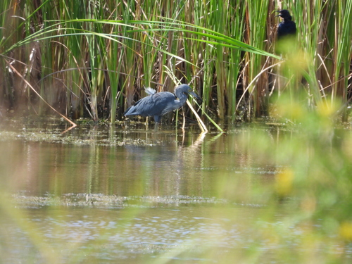 iNaturalist image