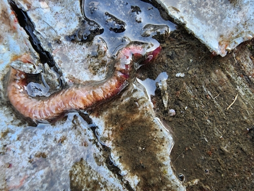 Alitta succinea observed 2026-09-08
