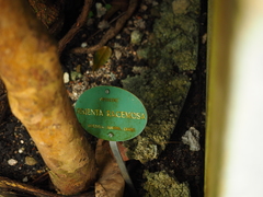 Pimenta racemosa