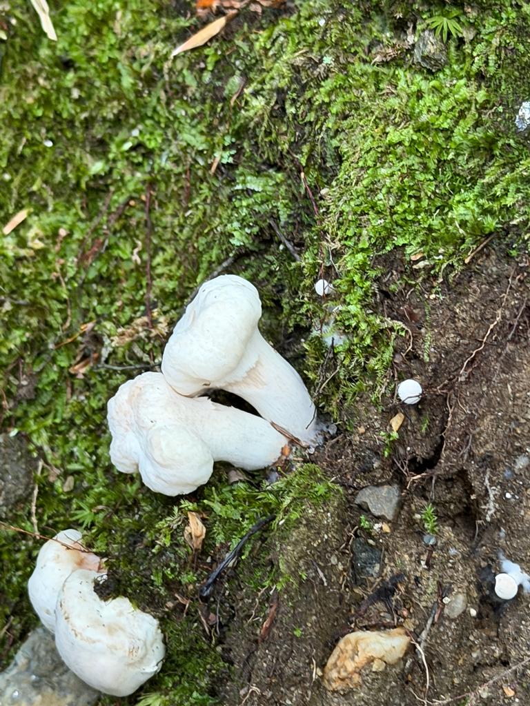 Aborted entoloma · September 2026 · photo: Photo: (c) Eli Talhouk, some rights reserved (CC BY) · iNaturalist