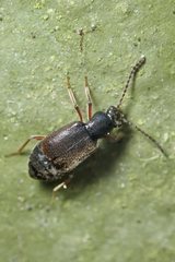 Lesteva longoelytrata