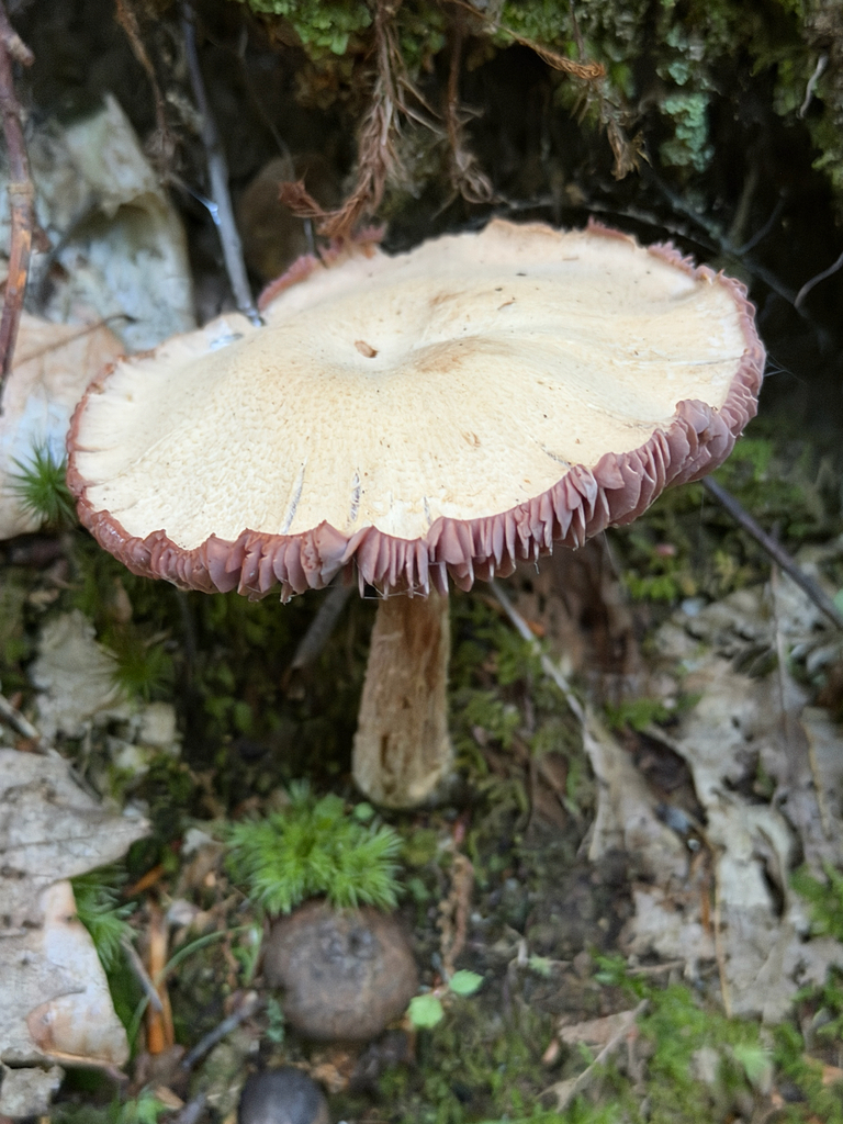 Purple-and-White Deceiver · September 2026 · photo: Photo: (c) Eli Talhouk, some rights reserved (CC BY) · iNaturalist