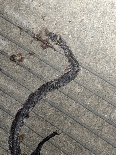 Kuatun Keelback