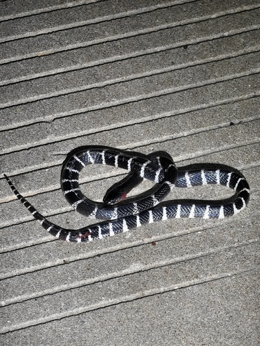 Many-banded Krait