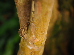 Pimenta racemosa