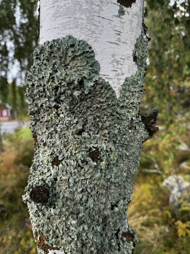Netted shield lichen