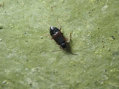 Lesteva longoelytrata