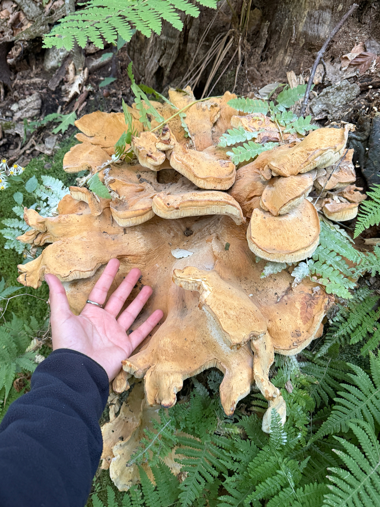 Berkeley's Polypore · September 2026 · photo: Photo: (c) Eli Talhouk, some rights reserved (CC BY) · iNaturalist