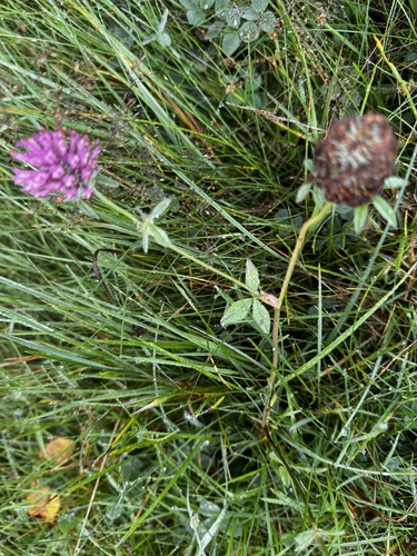 Red Clover