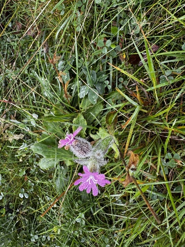red campion