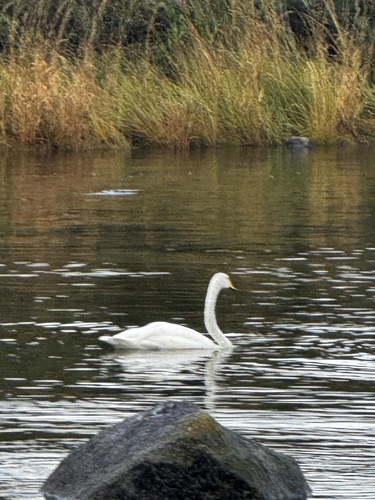 Whooper Swan