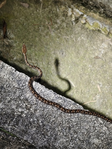 Brown spotted pitviper