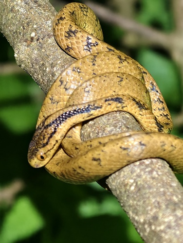 Boulenger's Slug Snake
