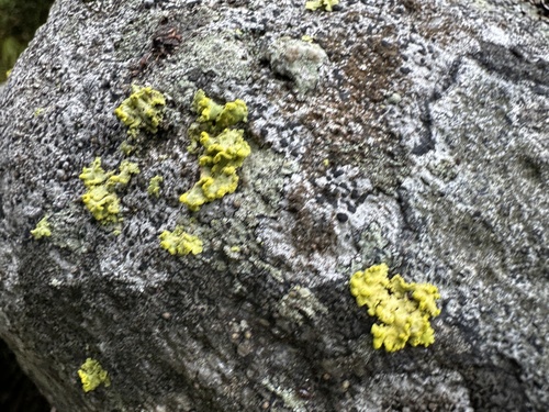 Powdered Sunshine Lichen