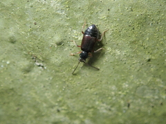 Lesteva longoelytrata