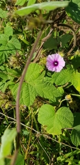Ipomoea heptaphylla