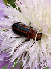 Nemognatha piazata