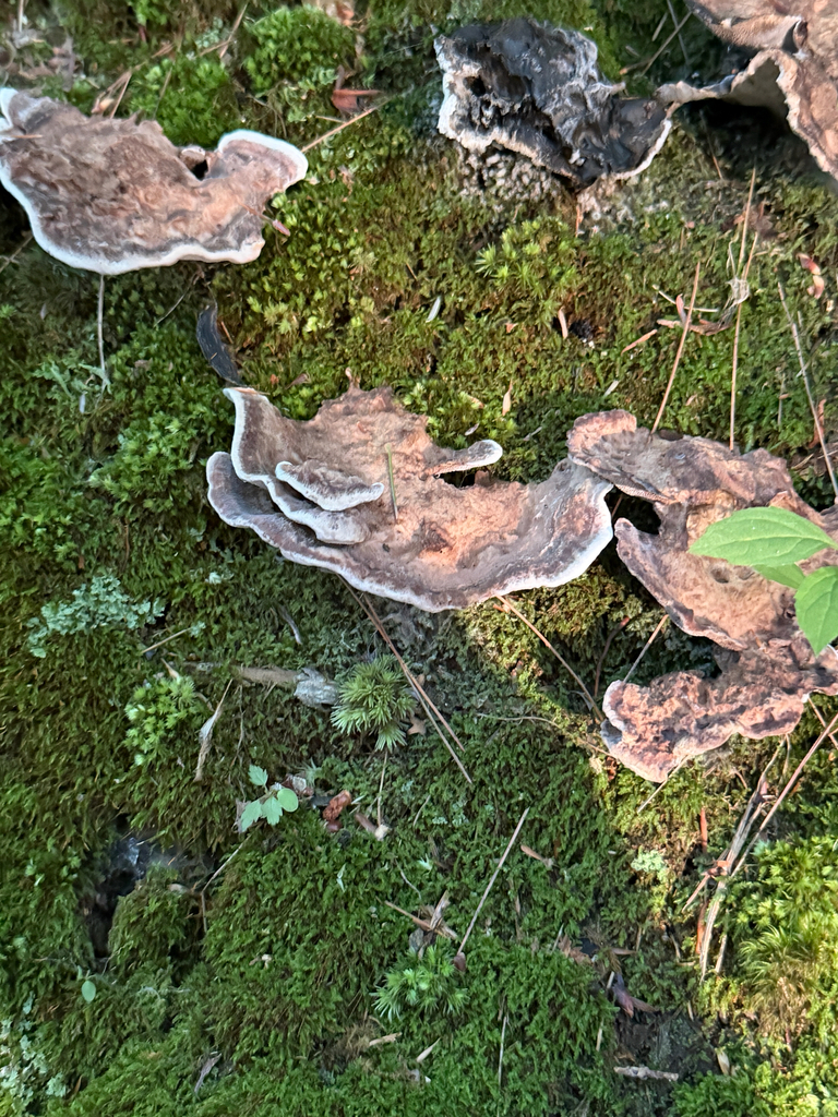 Smoky polypore · September 2026 · photo: Photo: (c) Eli Talhouk, some rights reserved (CC BY) · iNaturalist