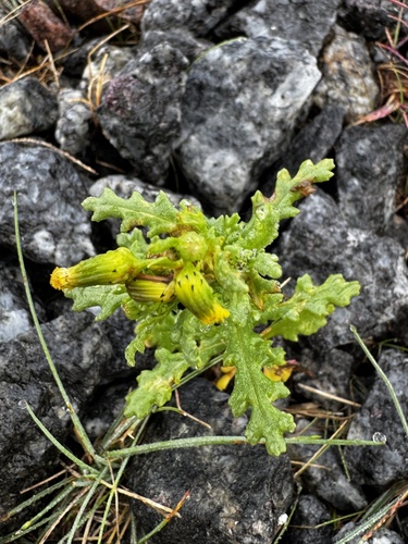 common groundsel