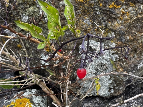 bittersweet nightshade