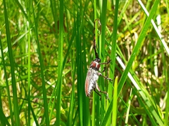 Deretrachys pellitus