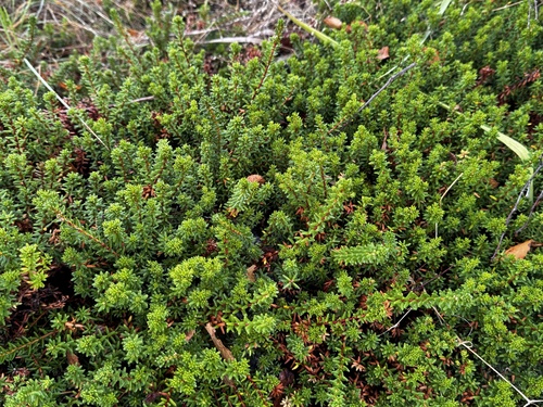 black crowberry