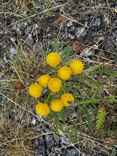 tansy