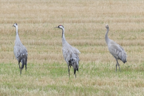 Common Crane