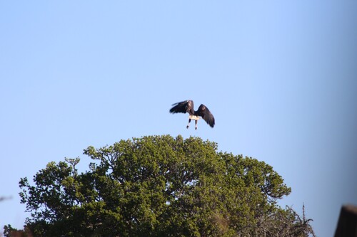 iNaturalist image