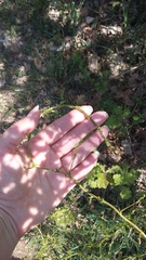 Asparagus verticillatus