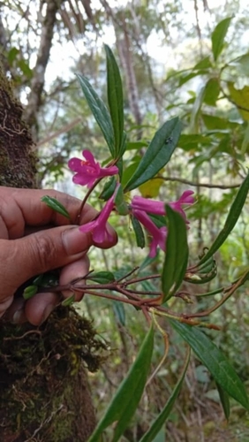 Rhododendron malayanum