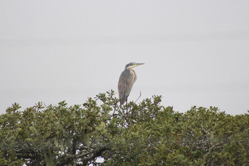 iNaturalist image