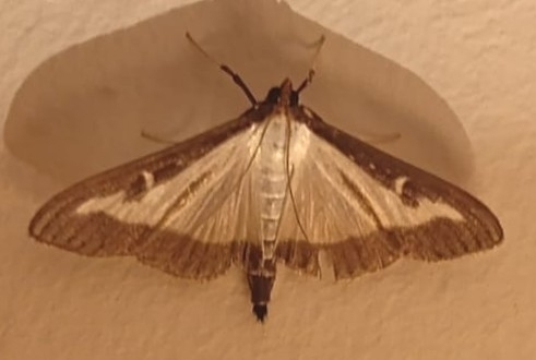 Box Tree Moth